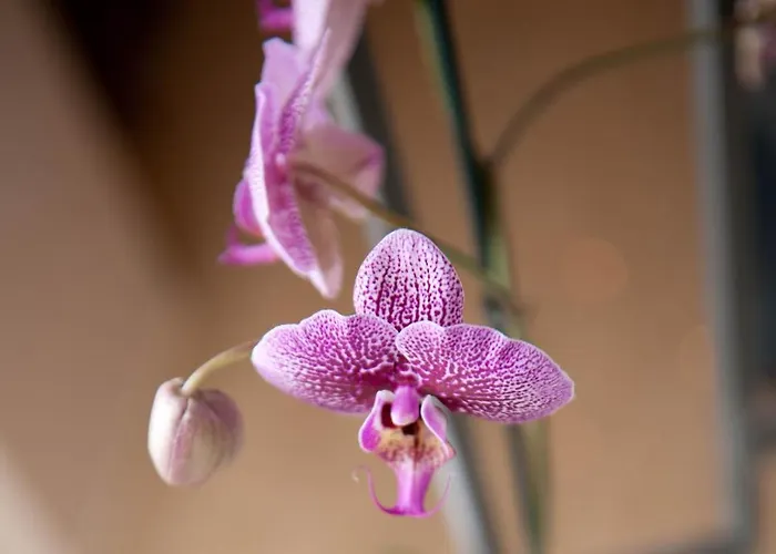 Szálloda Di Paolo E Cinzia